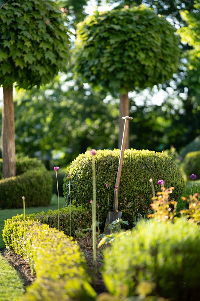 A serene, well-maintained garden with a shovel, showcasing topiary and blooming flowers.